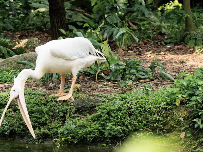 A massive white bird with a yellow bill pouch and pinkish legs resting on water. (gallery image 2)