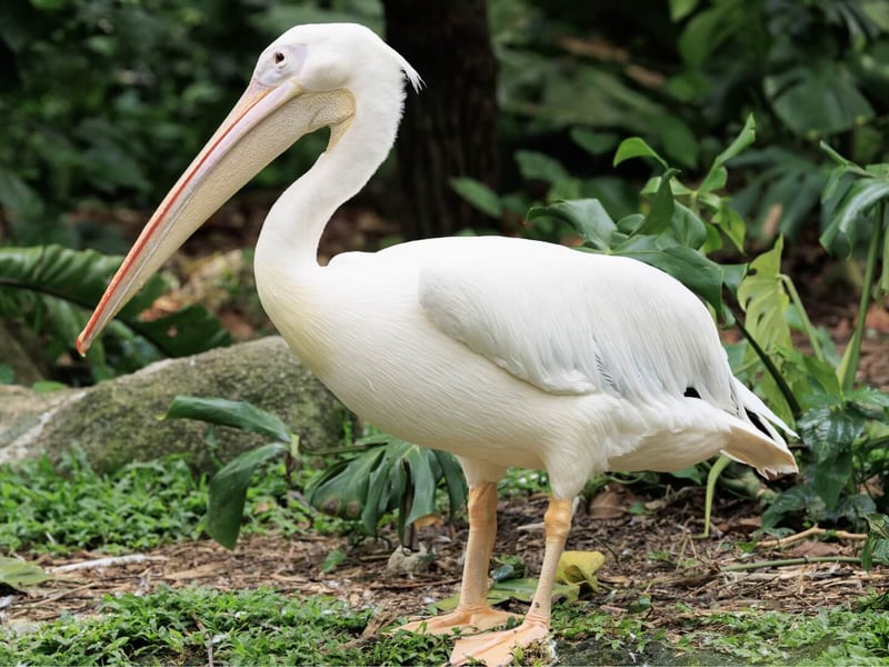 A massive white bird with a yellow bill pouch and pinkish legs resting on water. (gallery image 1)