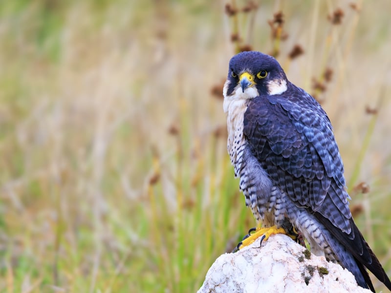 A sleek raptor with a blue-grey back, barred white belly, and dark 'moustache' markings. (gallery image 2)