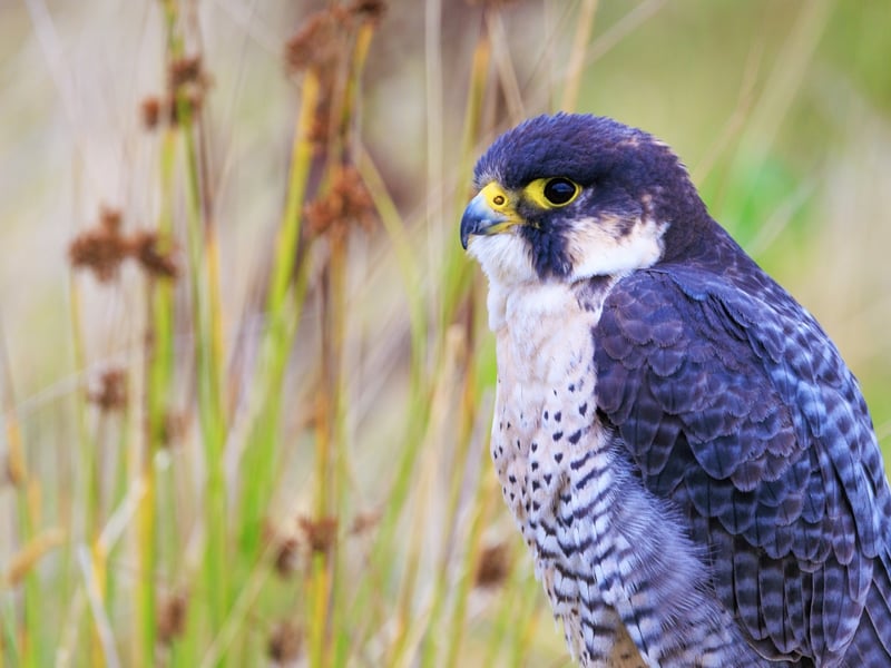 A sleek raptor with a blue-grey back, barred white belly, and dark 'moustache' markings. (gallery image 4)