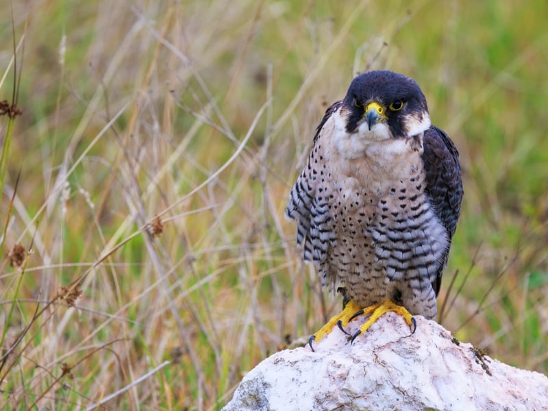 A sleek raptor with a blue-grey back, barred white belly, and dark 'moustache' markings. (gallery image 3)