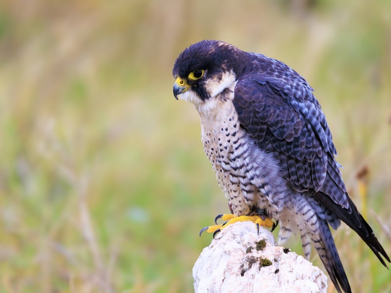 A sleek raptor with a blue-grey back, barred white belly, and dark 'moustache' markings. (gallery image 1)