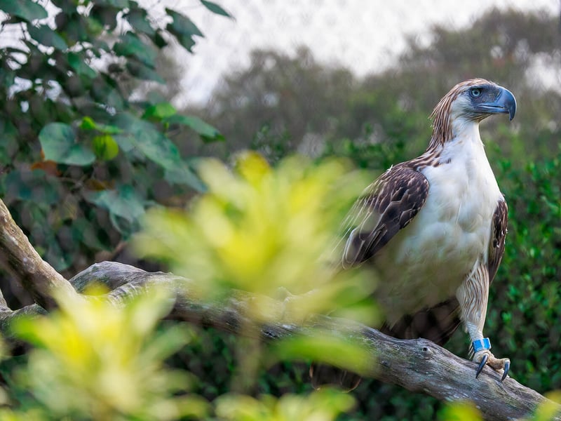 A majestic Philippine eagle with a prominent shaggy crest, powerful grey beak, and intense blue-grey eyes looking forward. (gallery image 2)