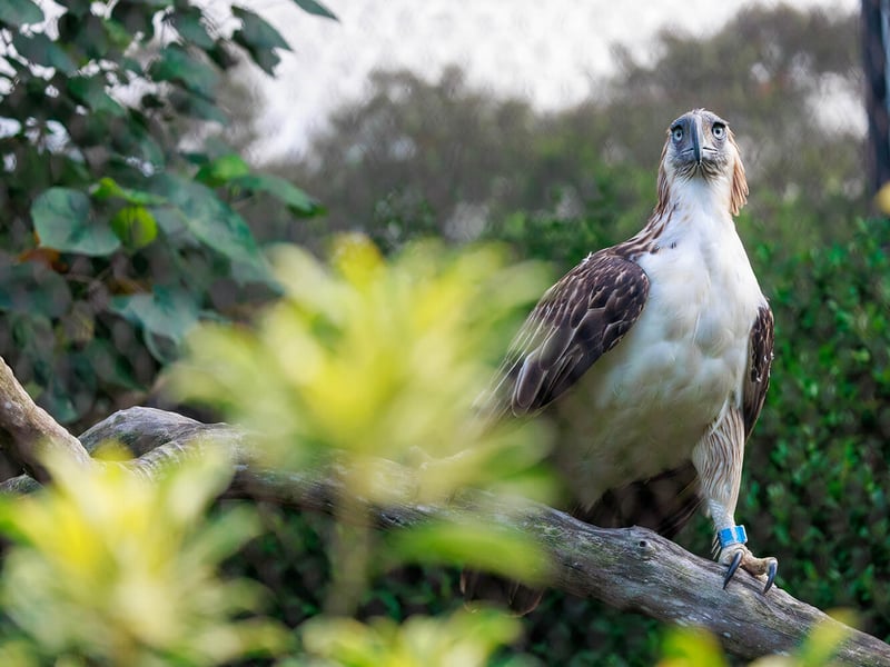 A majestic Philippine eagle with a prominent shaggy crest, powerful grey beak, and intense blue-grey eyes looking forward. (gallery image 1)
