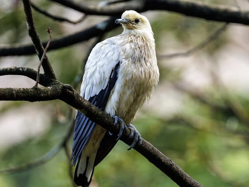 A Pied Imperial Pigeon perched on a branch, displaying its clean white plumage and black wing tips. (gallery image 1)