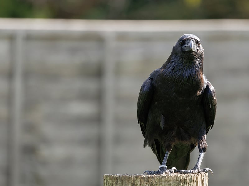 A large black bird with a massive bill and shaggy neck feathers perching on a rock. (gallery image 2)
