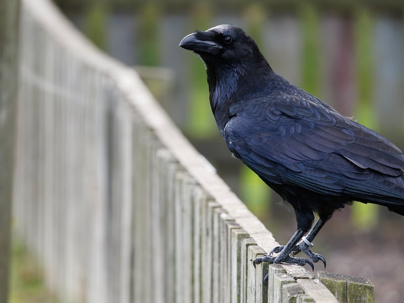 A large black bird with a massive bill and shaggy neck feathers perching on a rock. (gallery image 3)