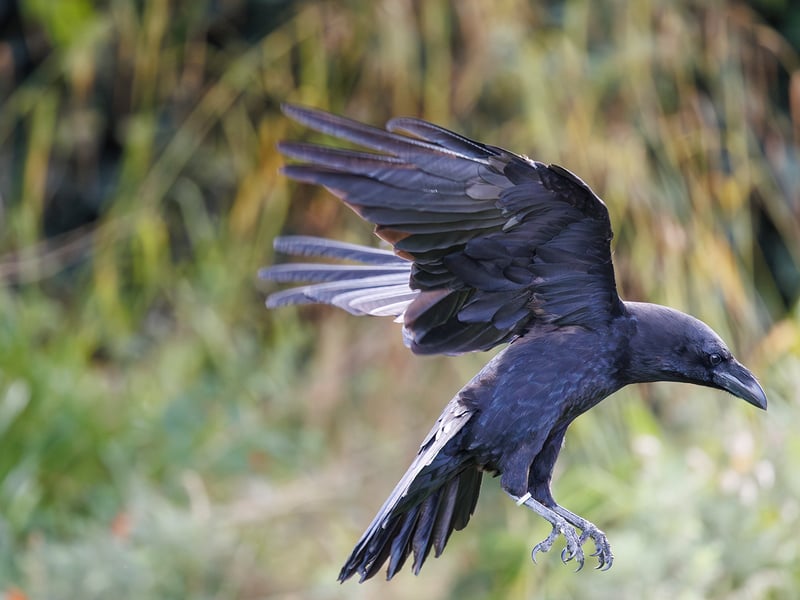 A large black bird with a massive bill and shaggy neck feathers perching on a rock. (gallery image 4)