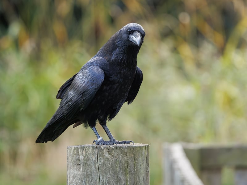 A large black bird with a massive bill and shaggy neck feathers perching on a rock. (gallery image 1)
