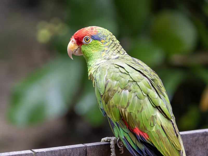 A Red-crowned Amazon parrot perched on a branch, displaying its bright green body, red crown, and green cheeks. (gallery image 1)