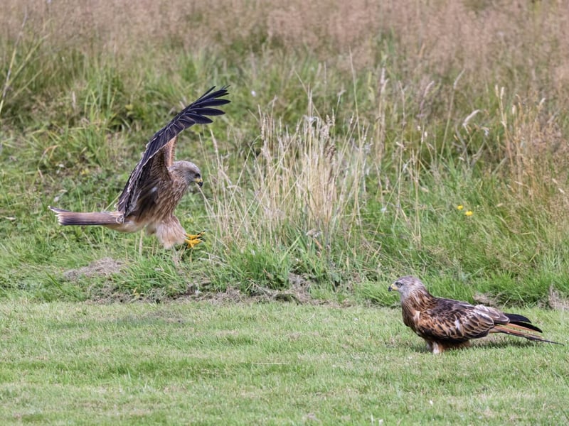 A reddish-brown raptor with long, angled wings and a deeply v-notched tail soaring. (gallery image 5)