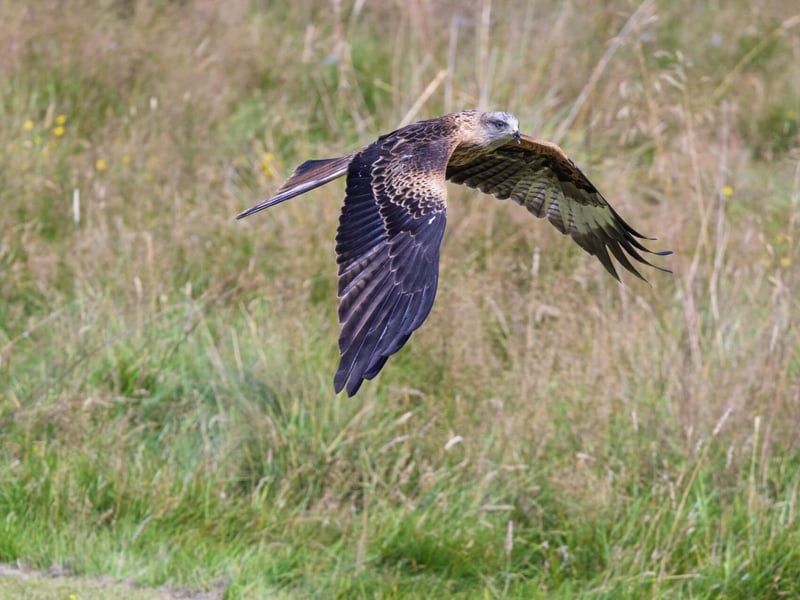 A reddish-brown raptor with long, angled wings and a deeply v-notched tail soaring. (gallery image 6)