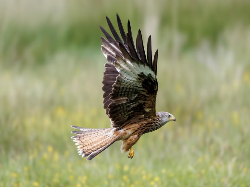 A reddish-brown raptor with long, angled wings and a deeply v-notched tail soaring. (gallery image 2)