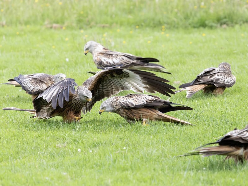 A reddish-brown raptor with long, angled wings and a deeply v-notched tail soaring. (gallery image 3)