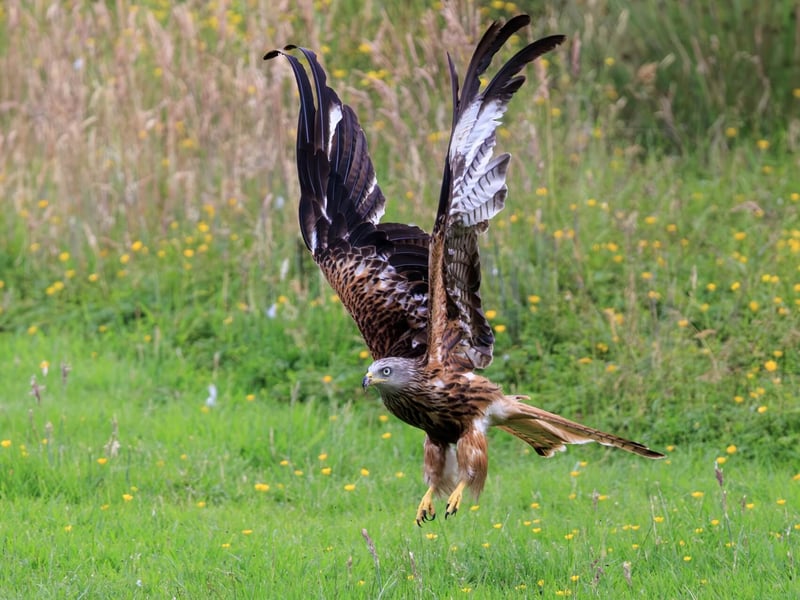 A reddish-brown raptor with long, angled wings and a deeply v-notched tail soaring. (gallery image 4)