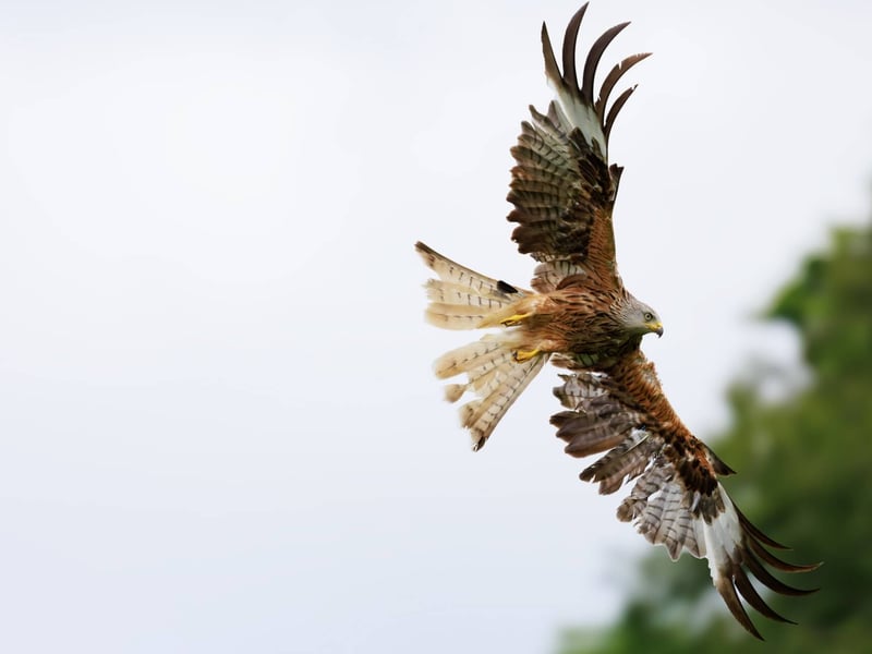 A reddish-brown raptor with long, angled wings and a deeply v-notched tail soaring. (gallery image 1)