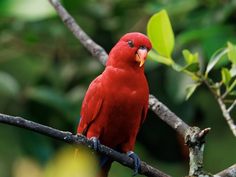 A small, brilliant red parrot with blue markings on its wings and a curved orange bill. (gallery image 1)