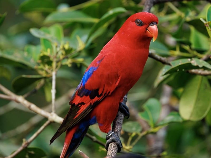 A small, brilliant red parrot with blue markings on its wings and a curved orange bill. (gallery image 2)