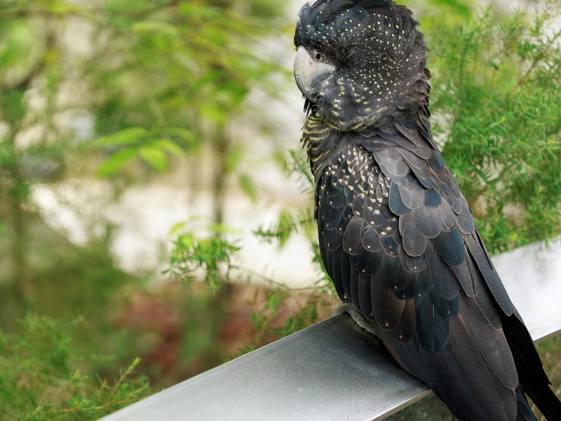 A male Red-tailed Black Cockatoo perched on a branch, showing its massive crest, black body, and bright red tail feathers. (gallery image 1)