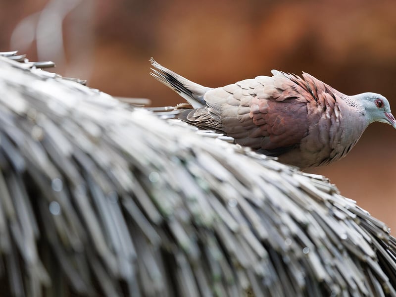 A small dove with rich brick-red upperparts, a blue-grey head, and a black half-collar on the nape, perched in open scrubland. (gallery image 1)