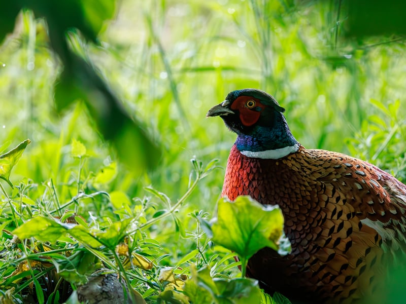 A male Ring-necked Pheasant with iridescent copper body, green head, red eye patch, and a white neck collar standing in dry grass. (gallery image 1)