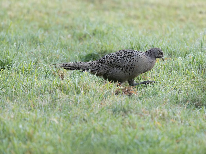 A male Ring-necked Pheasant with iridescent copper body, green head, red eye patch, and a white neck collar standing in dry grass. (gallery image 2)