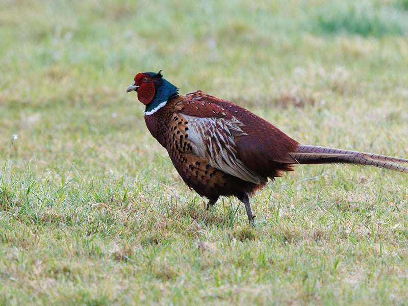 A male Ring-necked Pheasant with iridescent copper body, green head, red eye patch, and a white neck collar standing in dry grass. (gallery image 3)