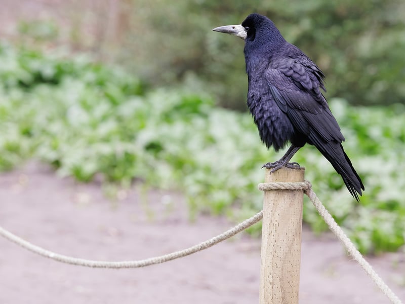 A black crow-like bird with a distinctive patch of bare grey-white skin at the base of its beak. (gallery image 1)