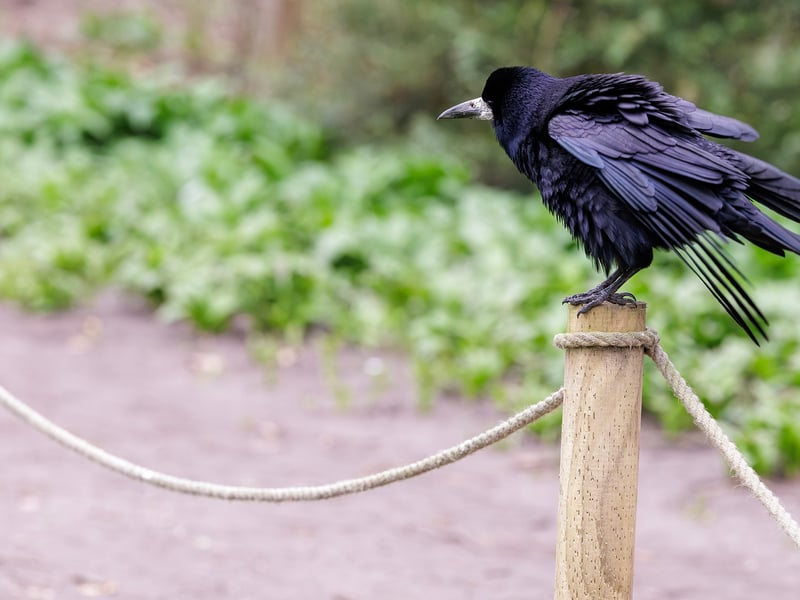 A black crow-like bird with a distinctive patch of bare grey-white skin at the base of its beak. (gallery image 2)