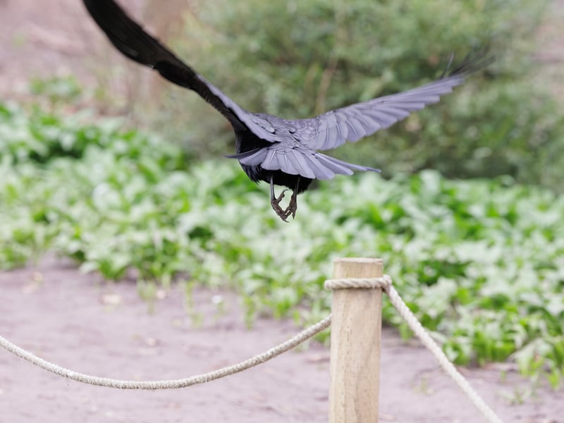 A black crow-like bird with a distinctive patch of bare grey-white skin at the base of its beak. (gallery image 3)