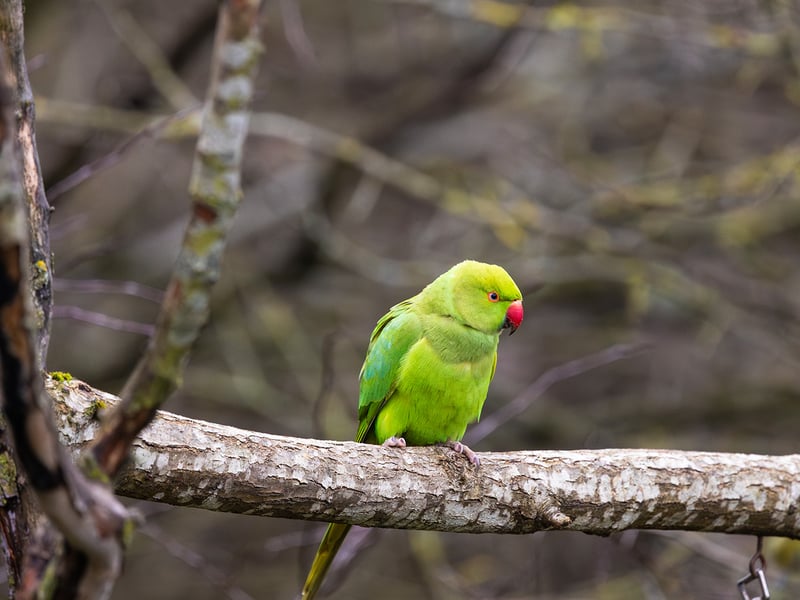 A slender green parrot with a long tail and a thin rose-coloured ring around its neck. (gallery image 2)