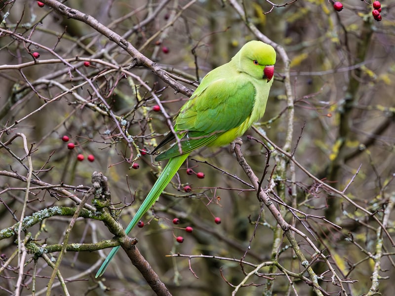A slender green parrot with a long tail and a thin rose-coloured ring around its neck. (gallery image 3)