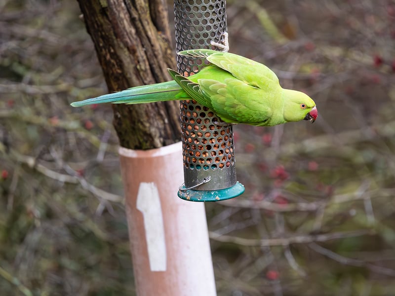 A slender green parrot with a long tail and a thin rose-coloured ring around its neck. (gallery image 4)