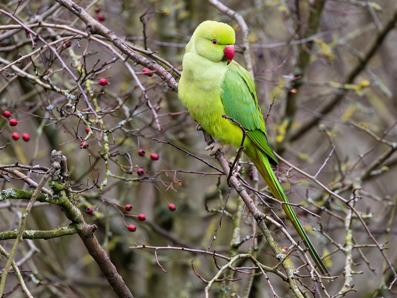 A slender green parrot with a long tail and a thin rose-coloured ring around its neck. (gallery image 1)