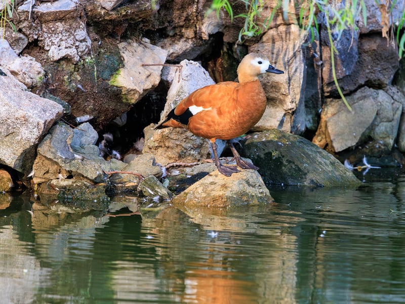A bright orange-cinnamon duck with a pale buff head and dark bill, standing near shallow water. (gallery image 1)