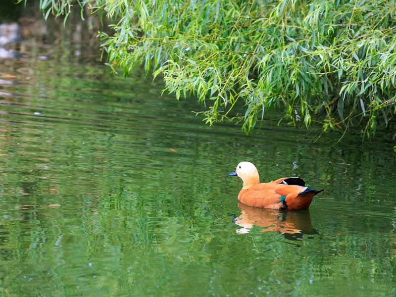 A bright orange-cinnamon duck with a pale buff head and dark bill, standing near shallow water. (gallery image 2)