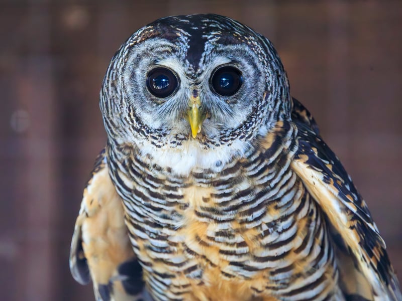 A dark-eyed forest owl with warm rufous-toned legs and mottled brown plumage perched among southern beech branches. (gallery image 1)