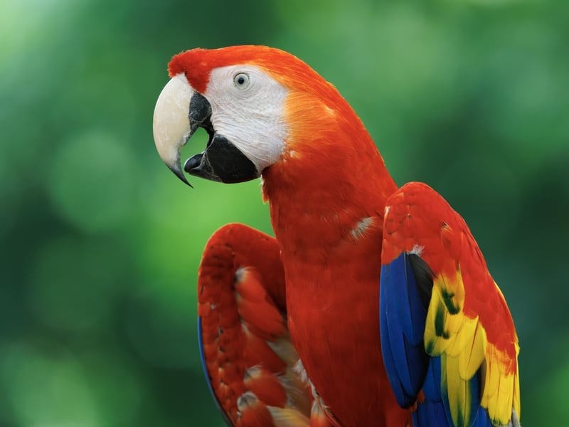 A vibrant red, yellow, and blue parrot with a powerful beak perched in the canopy. (gallery image 4)