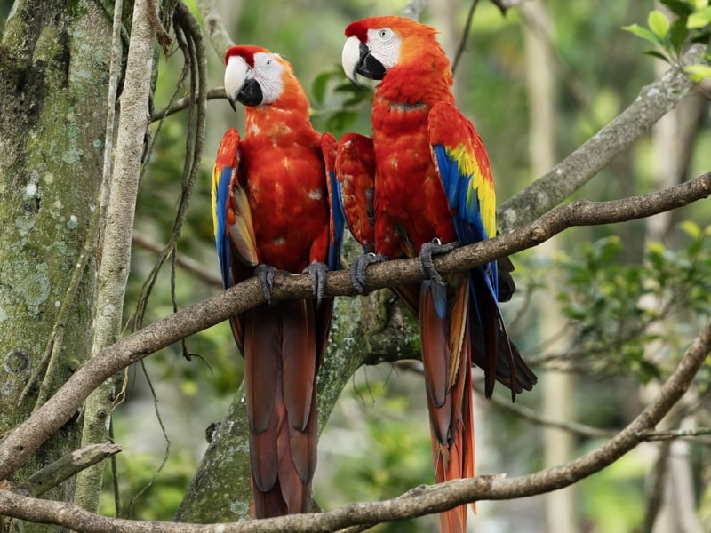 A vibrant red, yellow, and blue parrot with a powerful beak perched in the canopy. (gallery image 2)