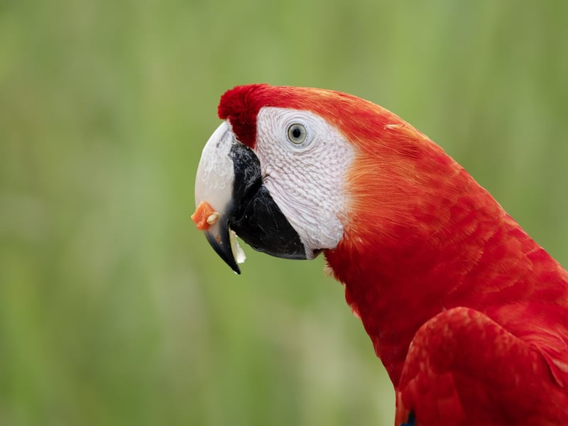 A vibrant red, yellow, and blue parrot with a powerful beak perched in the canopy. (gallery image 3)