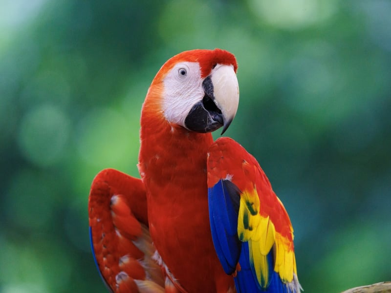 A vibrant red, yellow, and blue parrot with a powerful beak perched in the canopy. (gallery image 1)