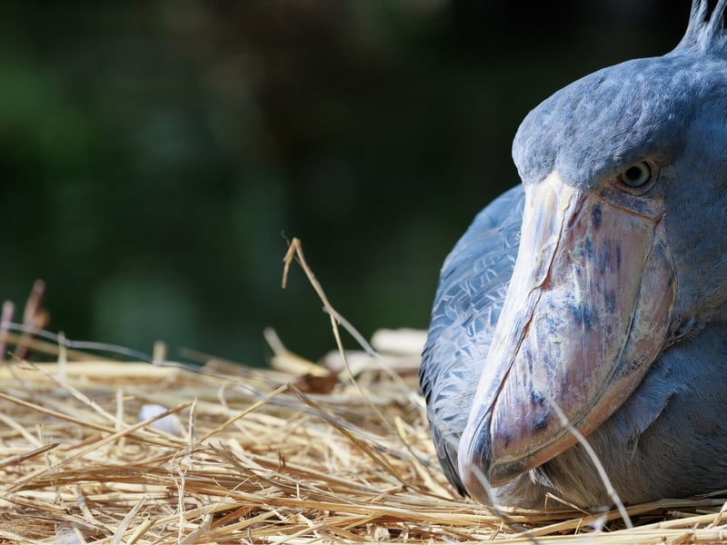 A tall, grey, stork-like bird with a massive, shoe-shaped bill standing in a swamp. (gallery image 2)
