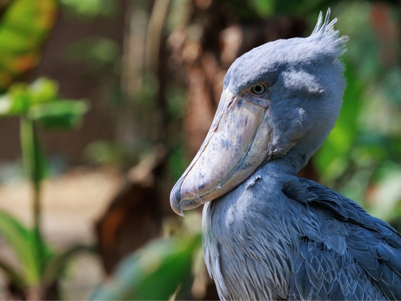 A tall, grey, stork-like bird with a massive, shoe-shaped bill standing in a swamp. (gallery image 1)