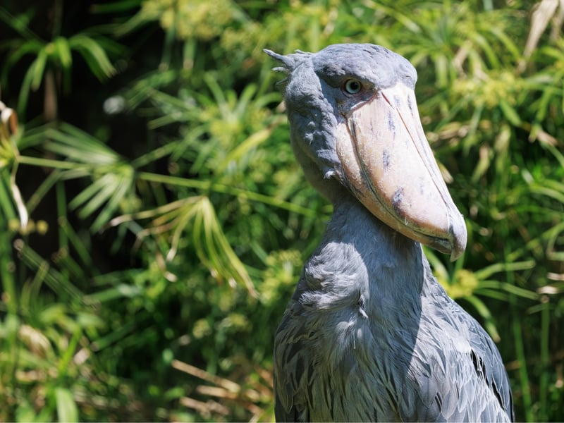A tall, grey, stork-like bird with a massive, shoe-shaped bill standing in a swamp. (gallery image 3)