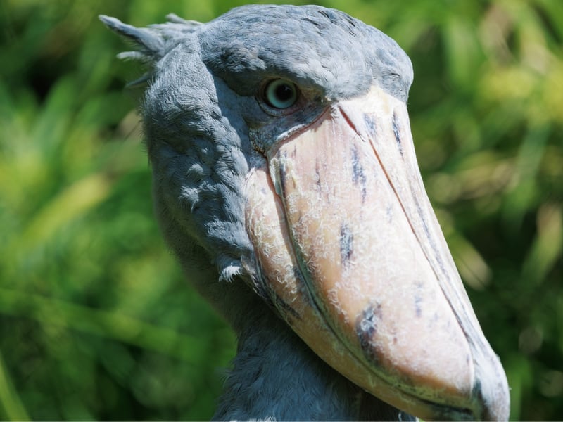 A tall, grey, stork-like bird with a massive, shoe-shaped bill standing in a swamp. (gallery image 4)