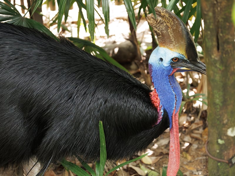 A massive, flightless black bird with a bright blue neck, dangling red wattles, and a large brown casque on its head standing in a dense jungle. (gallery image 1)