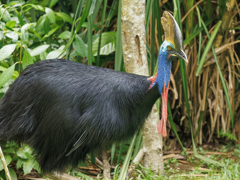 A massive, flightless black bird with a bright blue neck, dangling red wattles, and a large brown casque on its head standing in a dense jungle. (gallery image 2)