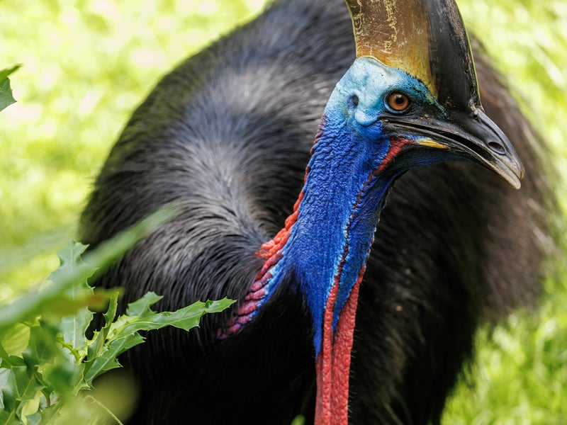 A massive, flightless black bird with a bright blue neck, dangling red wattles, and a large brown casque on its head standing in a dense jungle. (gallery image 3)