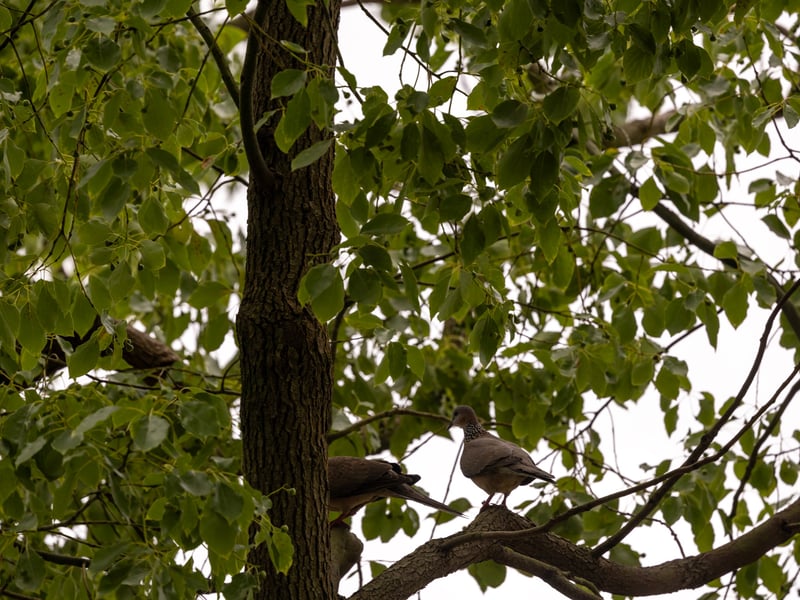 A slender pinkish-brown dove with a black collar covered in white spots on its neck, perched on a branch. (gallery image 3)