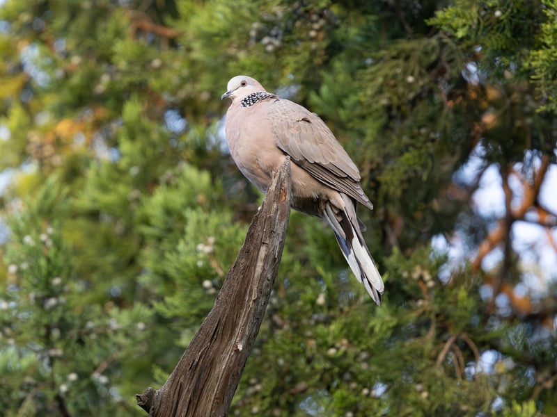 A slender pinkish-brown dove with a black collar covered in white spots on its neck, perched on a branch. (gallery image 1)